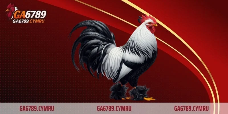 Đặt cược dễ dàng