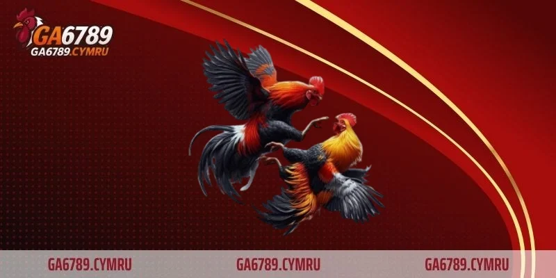 Thuốc nuôi gà đá là gì và vai trò trong quá trình huấn luyện